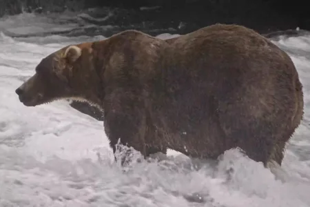 Gentle giant Backpack declared winner of Alaska's Fat Bear Week